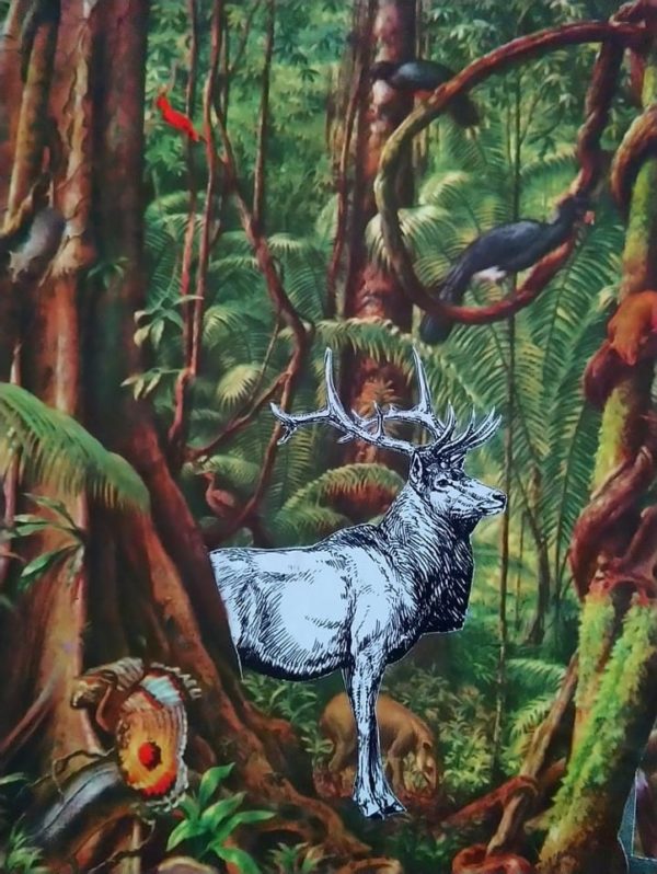 détail collage banc cerf forêt jungle tropicale